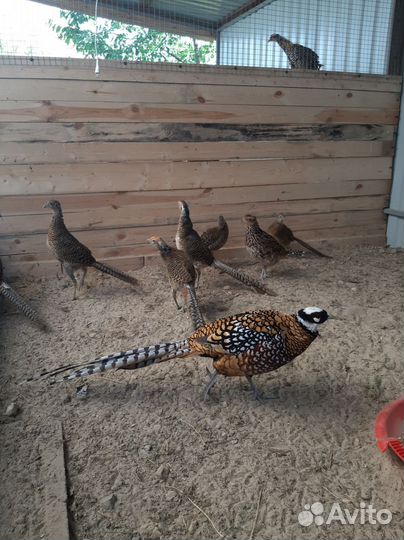 Фазан красное золото