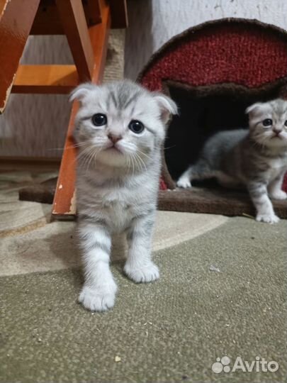 Шотландские вислоухие котята