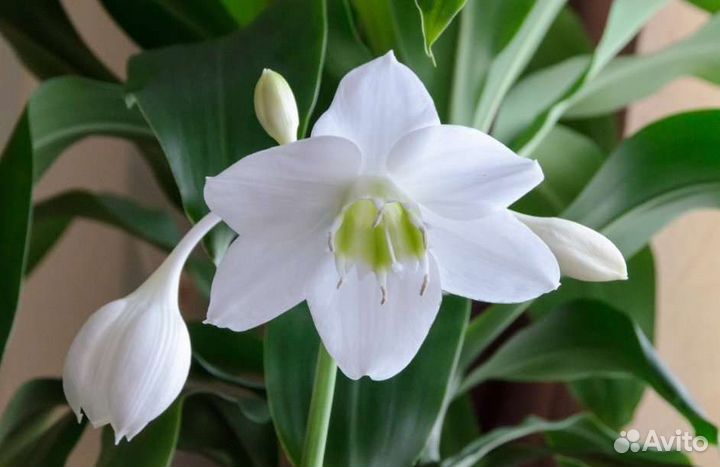 Эухарис амазонская лилия