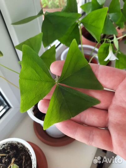 Оксалис зеленый Кислица Бабочки Клевер