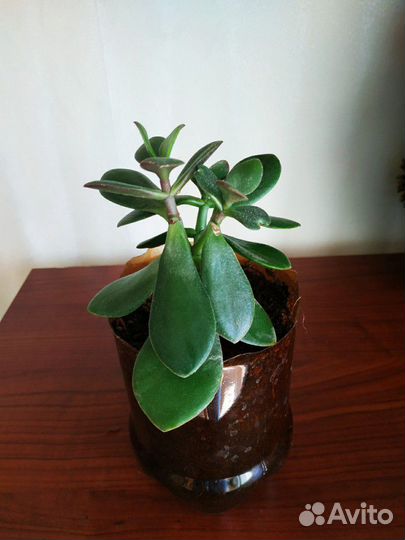 Денежное дерево (толстянка, крассула)