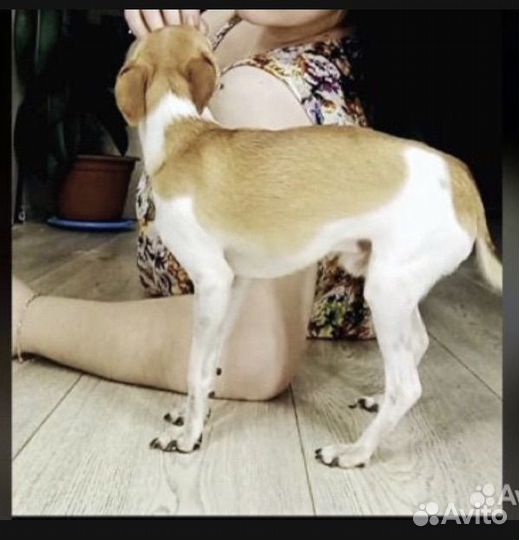 Той-терьер девочка