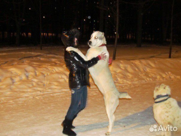 Выгульщик собак