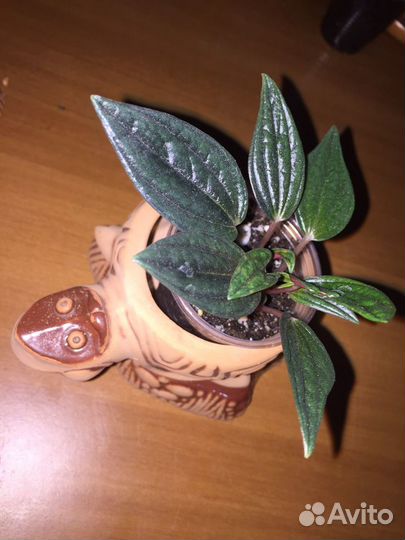 Кашпо керамика Черепашка