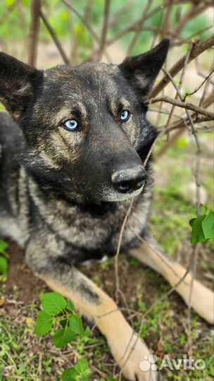 Фенотип овчарки и хаски