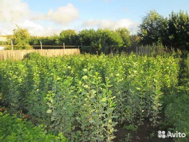 Саженцы тополя пирамидального