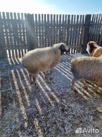 Курдючные бараны овцы