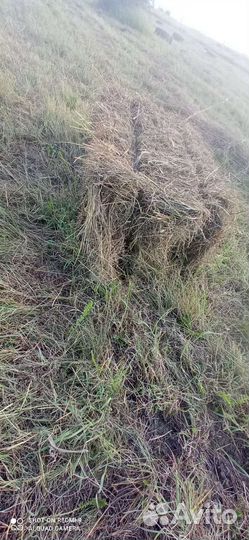 Сено луговое