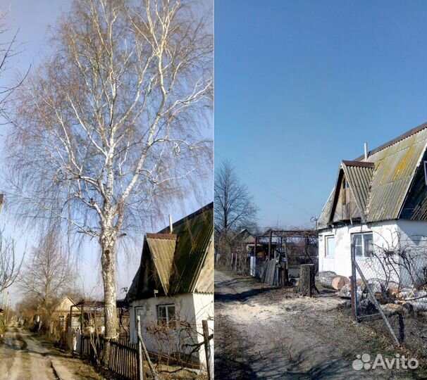 Валка, удаление, обрезка деревьев, арбористика