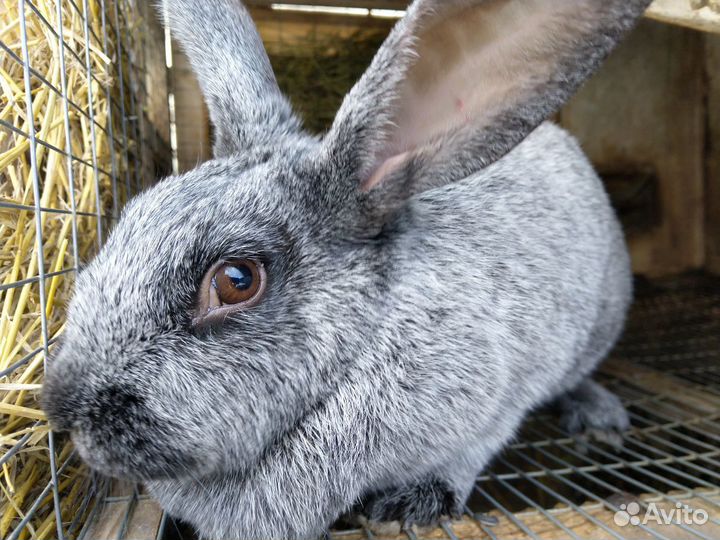 Крольчата