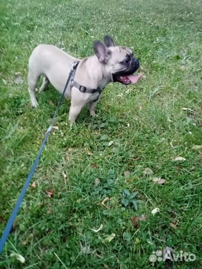 Выгул собак и кошек