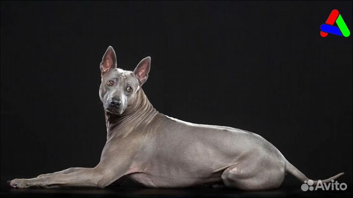 Вязка кобель Тайского риджбека, щенки