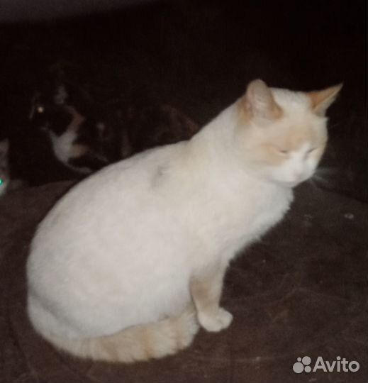 Кошечка в добрые руки