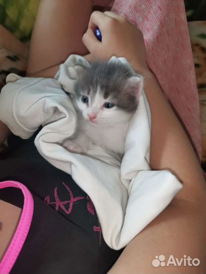 Котята в добрые руки даром
