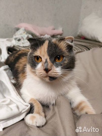 Трехцветная вислоухая кошечка Клепа ищет дом