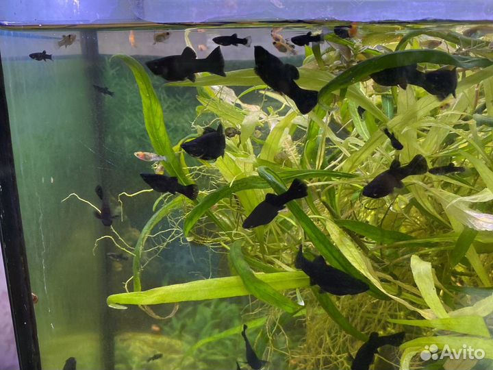 Аквариумные рыбы молинезии, мченосцы