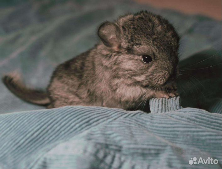 Шиншиллы из мини-питомника