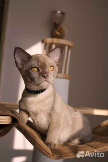 Европейская бурма котенок