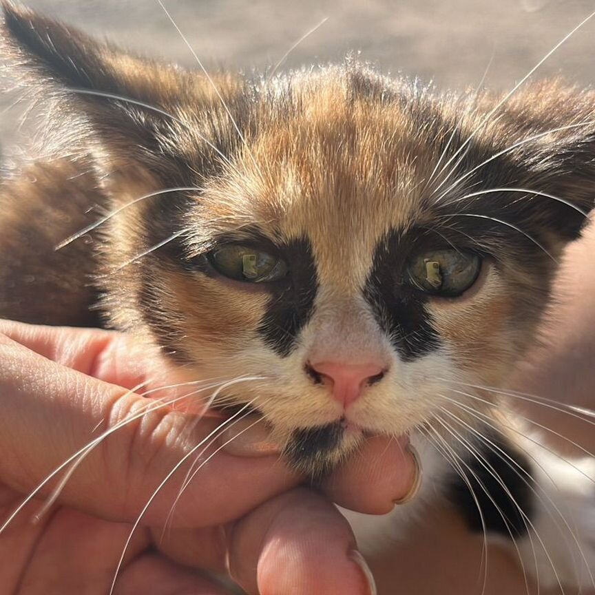 Котенок трехцветный