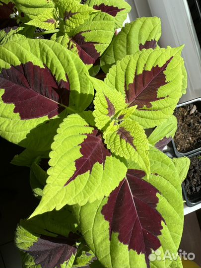 Колеус Конг