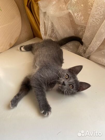 Отдам котят в добрые руки