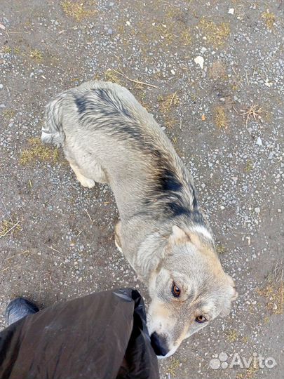 Собака (Сучка)