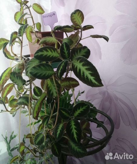 Эписция Голубой Нил взрослое растение