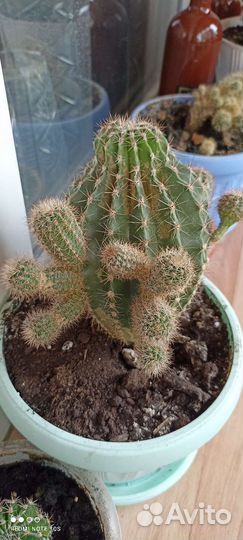 Отростки кактуса