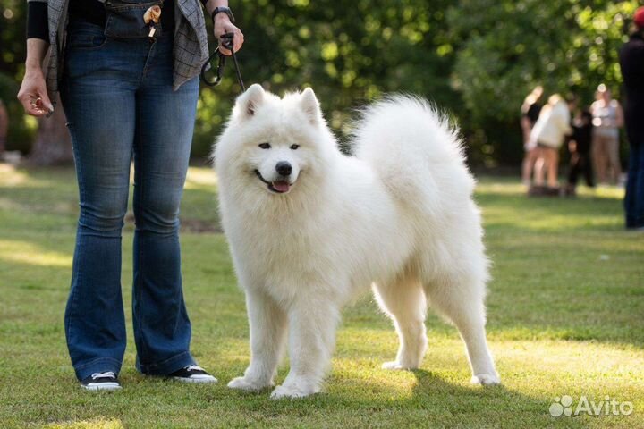 Самоед, кобель для вязки