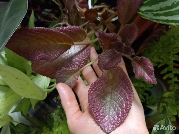 Эписция 2 сорта, Пелиония