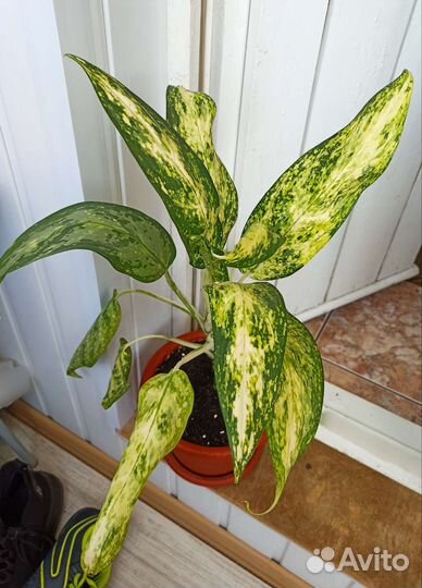 Аглаонема 60 см сортовая
