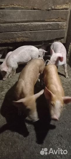 Поросята 50 % петрен макстер