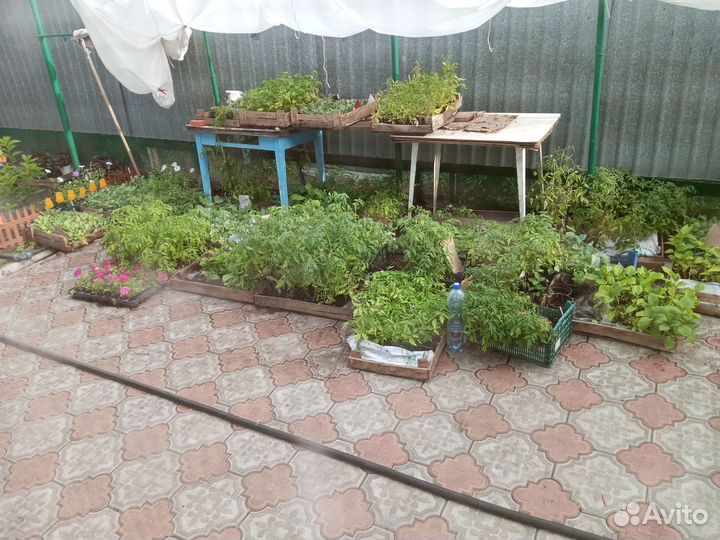 Продам рассаду