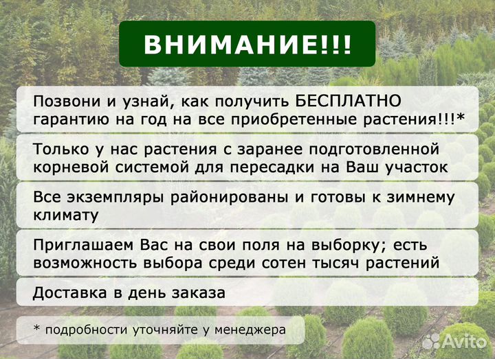 Ель обыкновенная из питомника