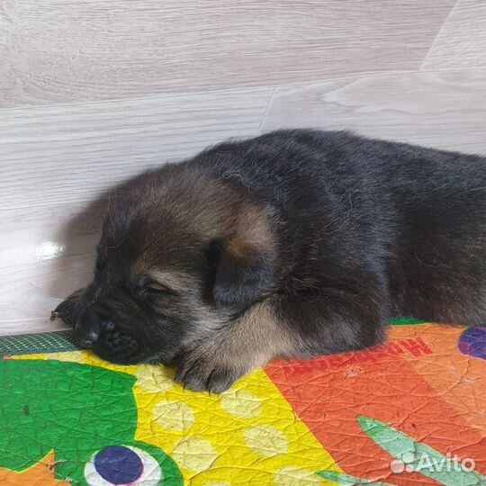 Восточно Европейская Овчарка в добрые руки