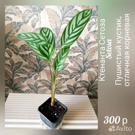 Ктенанта Сетоза Setosa, маранта, калатея комнатные