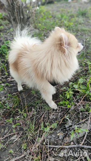 Немецкий шпиц вязка