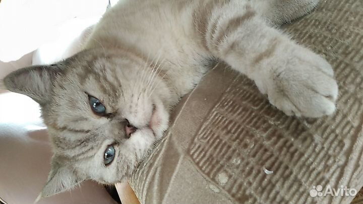 Найдена кошка