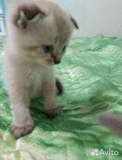 Шотландские котята