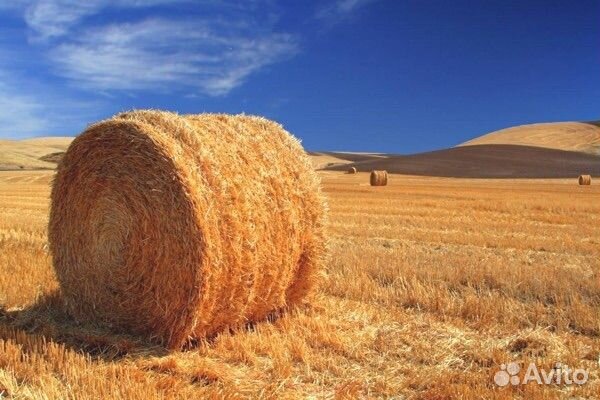 Солома пшеничная, ячменная в тюках