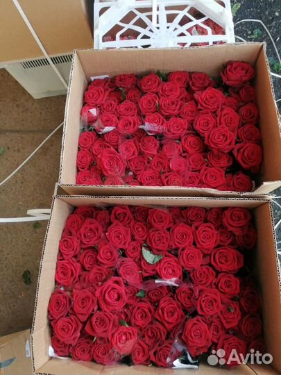 Красные розы 70 см