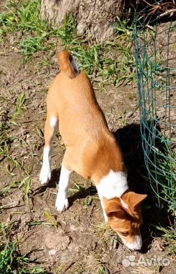 Басенджи девочка