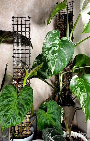 Опора тотем для растений