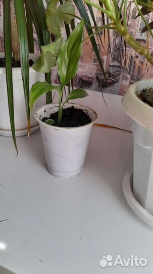 Спатифиллум