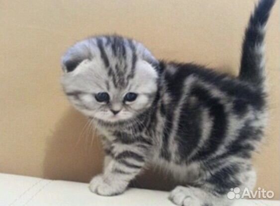Шотландские котята