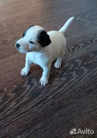 Щенки джек Рассел терьер гладкошерстный