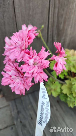 Пеларгония герань Unicorn Zonartic Rose