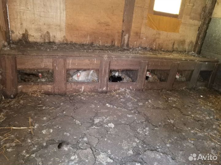 Утиные яйца