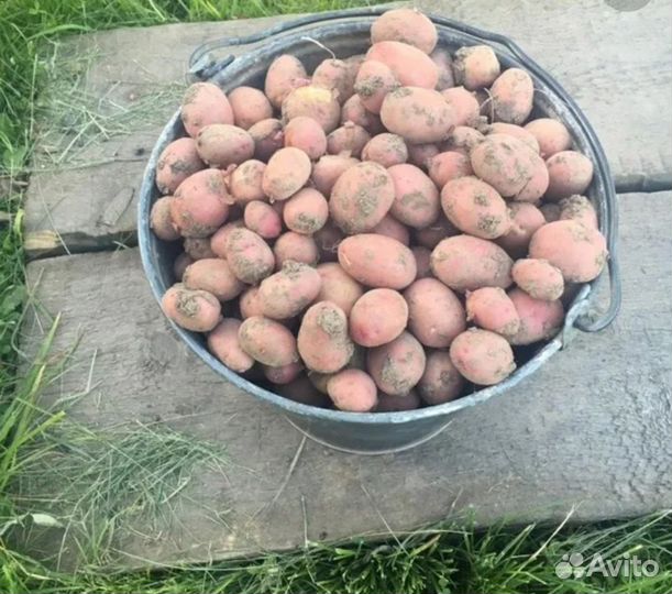 Продам мелкий картофель