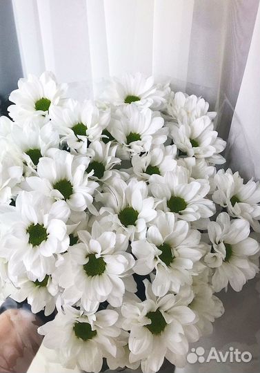 Букет из ромашковых хризантем